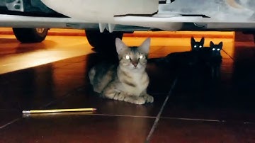 A Cat With Infinite Rizz |Funny CatCompilation -FailArmy US. Bahadurcat