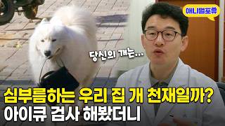 우리 집 천재 개, 아이큐 검사 해봤더니 충격적인 결과가 나왔다는데… | KBS 생생정보통 141208 방송