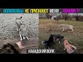 Волкособ не узнает хозяина !!!! Новый пришелец с окрасом канадского волка !!! Питбули драгон лайф.