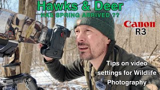 Spring! Are you SURE? Birds of Prey & Deer | Tips on video settings Wildlife Photography | Canon R3
