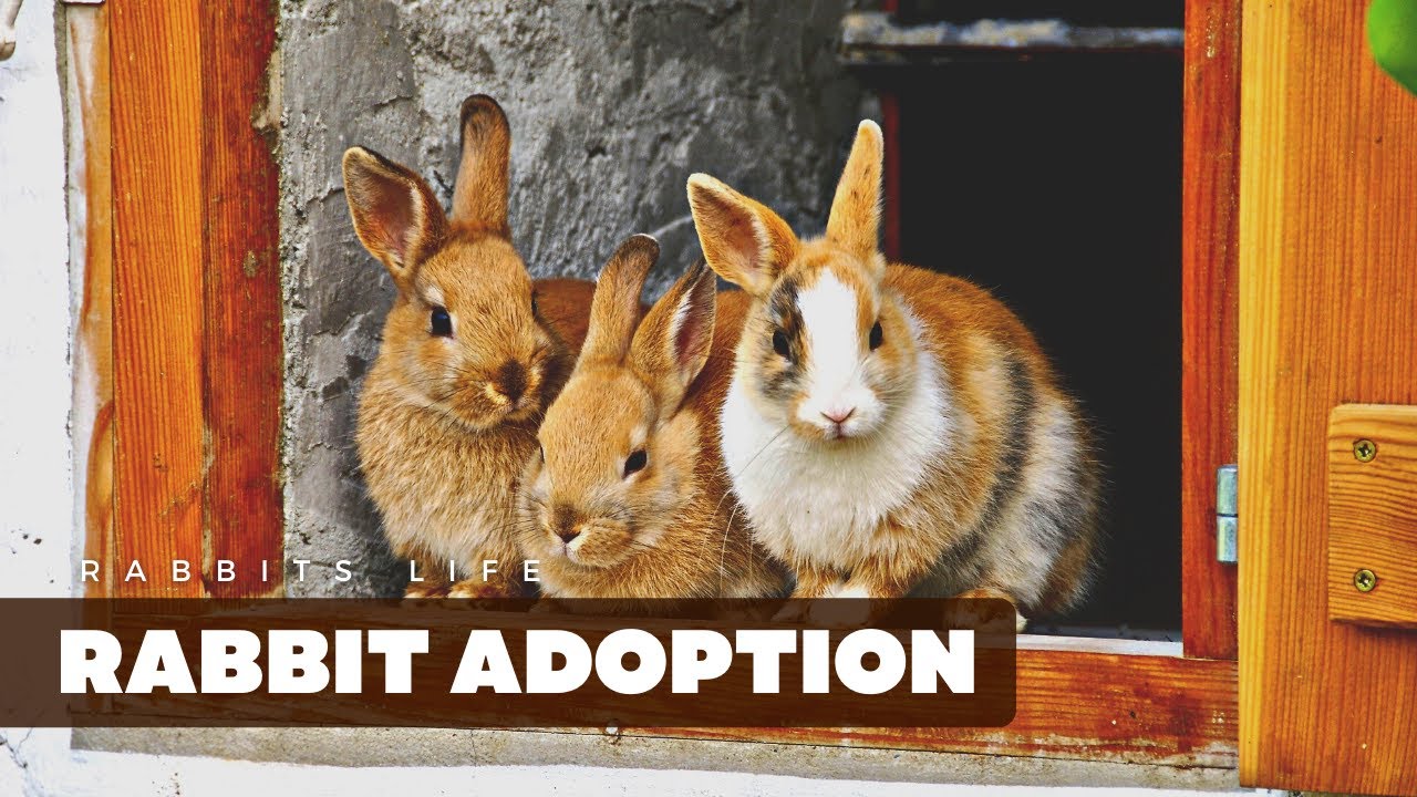 adopt-don-t-shop-why-rabbit-adoption-is-the-way-to-go-youtube