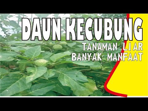 Video: Dapatkah Saya Menyebarkan Tanaman Datura - Tips Memperbanyak Tanaman Datura