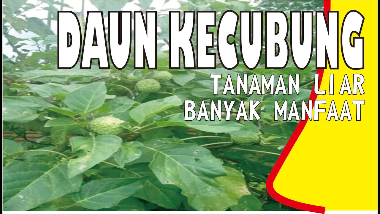 Daun kecubung