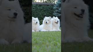 White Guards At Service Petshorts9950