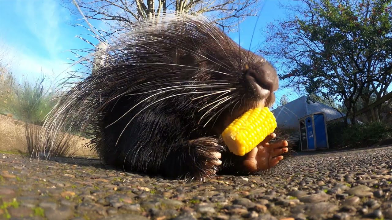 Pointy Porcupine Enjoys Corn On The Cob YouTube