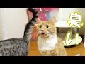 【猫 おもしろ】妹猫のお尻でフレーメン連発なおもしろい猫 - the flehmen response of the cat -