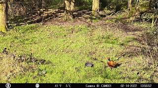 2022 02 14 DCIM0003 PHEASANT