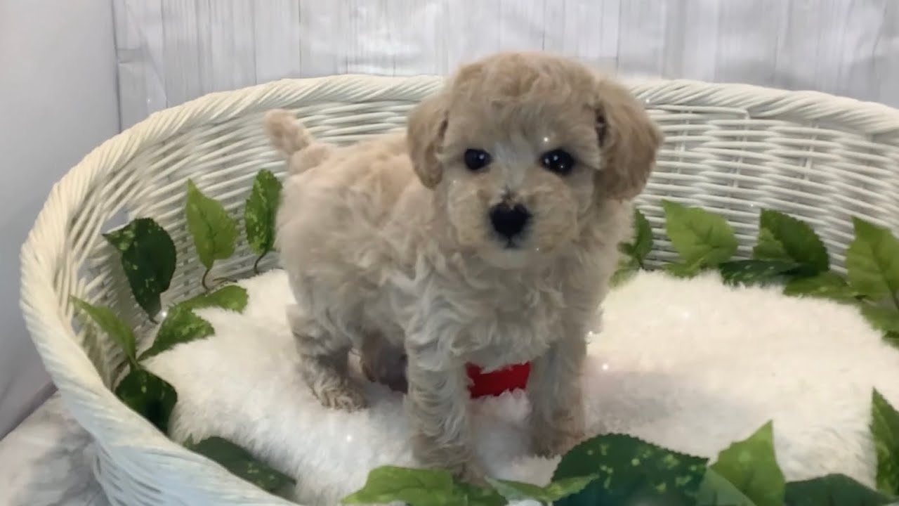 トイプードル♀2601D0055 - YouTube