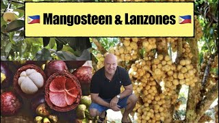 GROWING FRUITS in the PHILIPPINES  |  MANGOSTEEN & LANZONES GROWING and soon to HARVEST