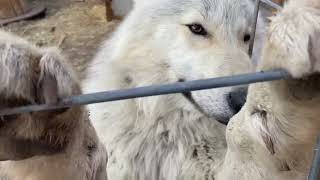 Pet High Content Wolfdog Being Sweet #wolfdog