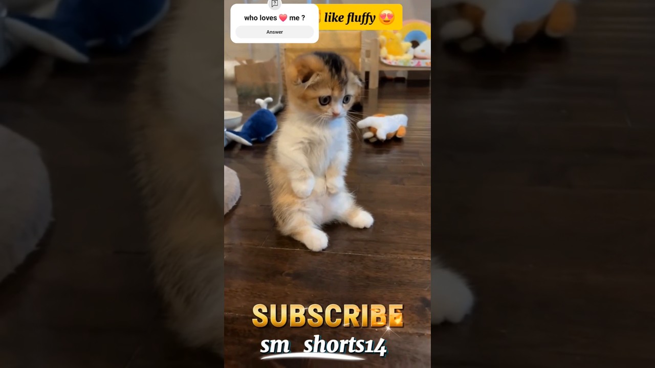 Does your kitten 😸 sit like this? 🤔 