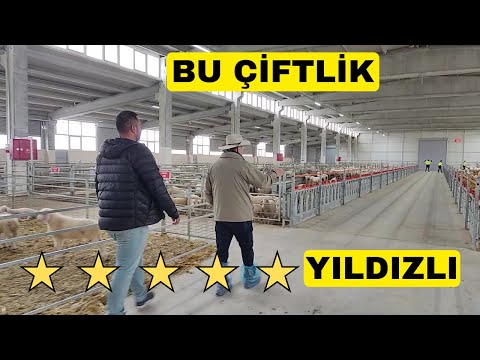 5 YILDIZLI SÜT KOYUN ÇİFTLİĞİ (Türkiye'nin En İyisi)