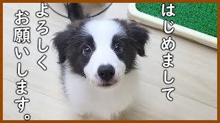 【お迎え初日】新しい家族が増えました♪【ボーダーコリー】