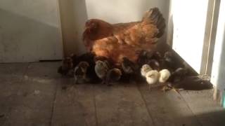 Курица наседка(Курица приняла инкубаторских цыплят - 27 шт. Как заботливо она отнеслась к приемышам... Курице нет еще и года,..., 2014-05-26T09:05:49.000Z)
