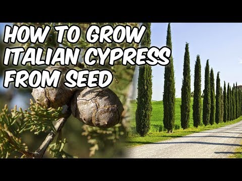 Video: Hvordan planter du pencil fyrretræer?