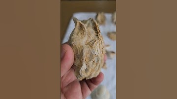 seashell fossils. #seashell #seashells #fossils #marine #history #marinelife #reel #reels #shorts