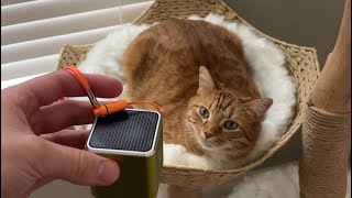 Does This Magic Cat Speaker Work? by Abram Engle 17,516 views 2 months ago 5 minutes, 55 seconds