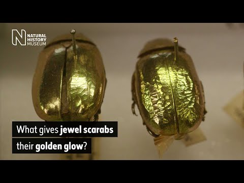 What gives jewel