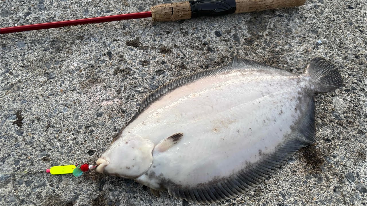 【函館ババガレイ】函館の漁港から良い型のカレイ来た。暇つぶしのブラーにまさかの獲物。