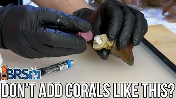 Top 5 Mistakes Reefers Make When Adding New Corals