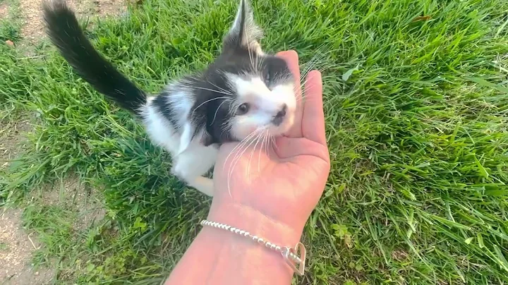 Watch the video about Coated sphynx black/white girl