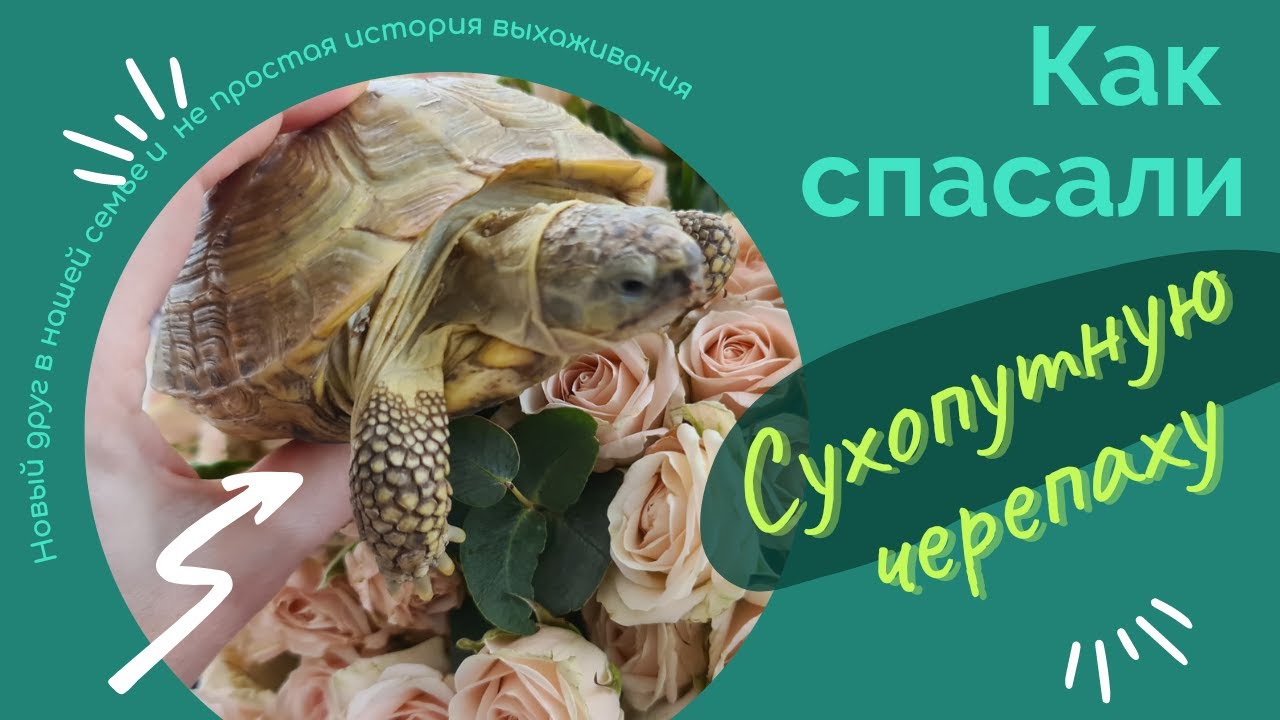 Как купают черепах сухопутных. Черепаха процедуры ответы. азиатские лекарства черепаха. ожирение у среднеазиатской черепахи.