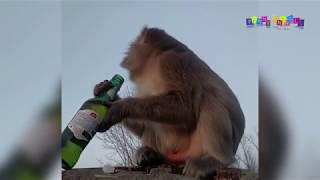 Разные приколы с разными животными. Не дразните енота! Разные приколы с разными животными. Не дразните енота!