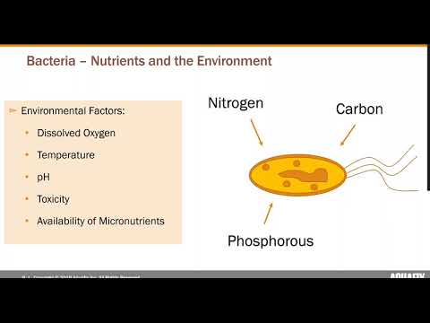 Protozoa, Metazoa, and Building Good Floc