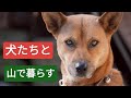 犬たちとの山での暮らし