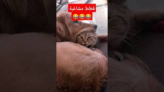 قطط مضحكة جدا الأبيض يجنن???