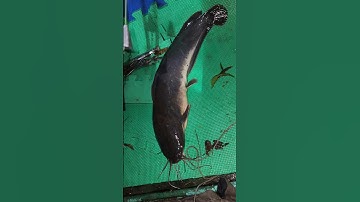 Hugo trê cực khủng tại cồn ấu mùa nước nỗi