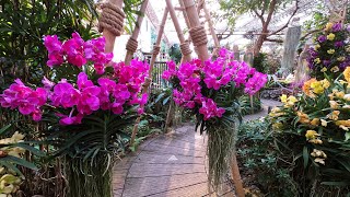 Orchid garden ideas,colorful orchids l Garen cnx