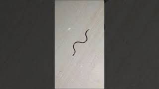 Download Lagu small sneck #snake #sneaker #shortvideo #sneaker #sneaker #snake #snake MP3