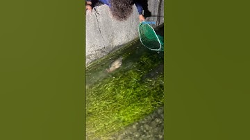 Cá Lớn - vợt Cá Chép Khủng xuôi dòng dễ dàng 😱 #khacthuyvlogg