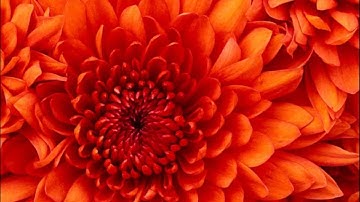 القارئ عمار القاطوني سورة الذاريات