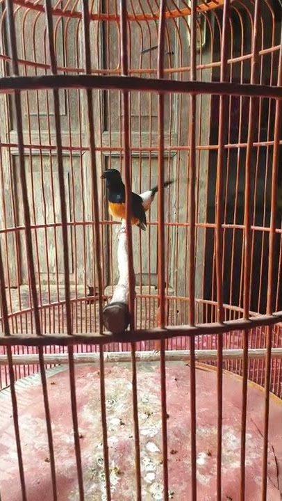 murai batu gacor nembak pelatuk beras