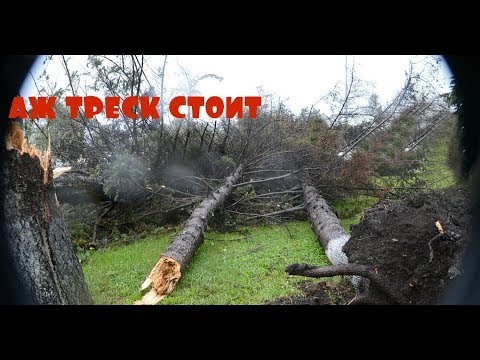 ТРЕСК СТОЯЛ . РОЕМ СЕРЕБРО В ЛЕСУ