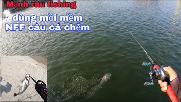 Mạnh râu fishing_hướng dẫn.cách câu cá chẽm cá vược bằng mồi mềm NFF lưỡi độ Ar15 siêu nhạy cá