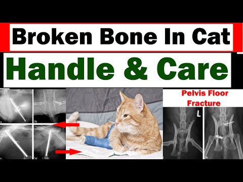 वीडियो: क्या बिल्ली टूटे पैर पर चल सकती है?