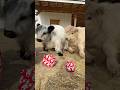 Cows funny reaction to first Christmas presents! #shorts