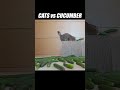 This is the greatest challenge my cats have ever faced #kittisaurus #cats #cucumber #challenge