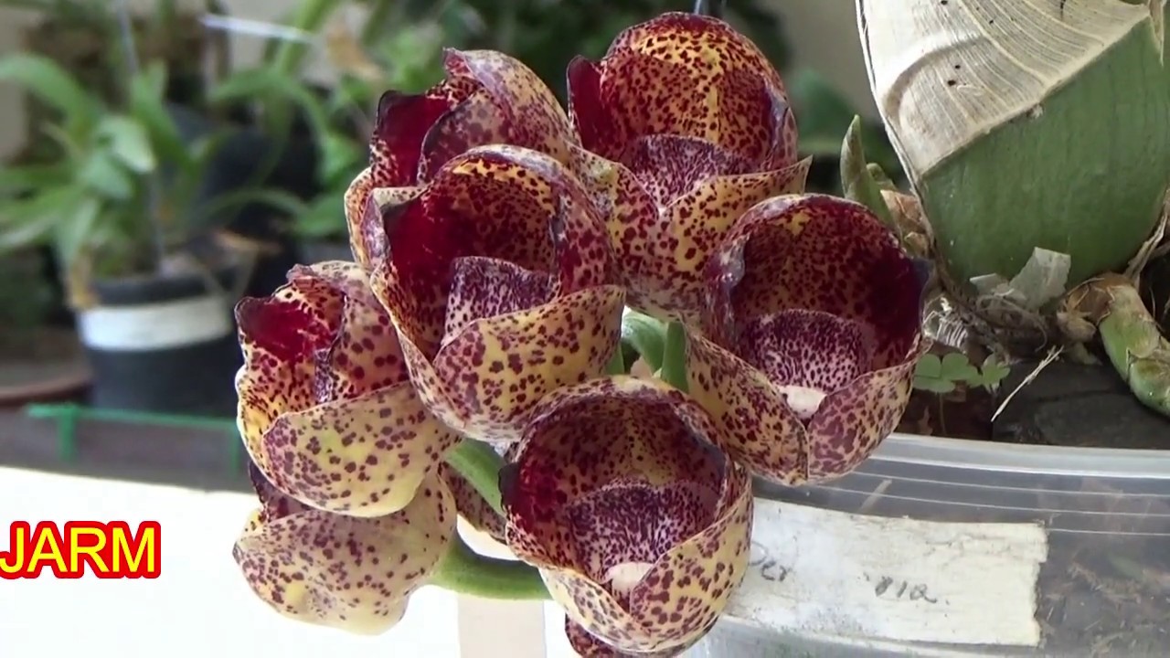 Orquídea peristeria péndula, cultivo & cuidados. - thptnganamst.edu.vn
