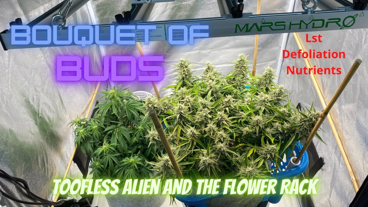 Growing a Bouquet of Frosty Buds, Toofless Alien Into the Flower Rack, Under The Mars Hydro FC-E3000