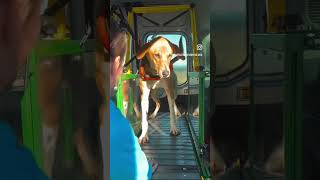 Meet Braygo!! He is one of the lovely doggos at the Forest Dog Rescue. He smashed his workout!! 💪