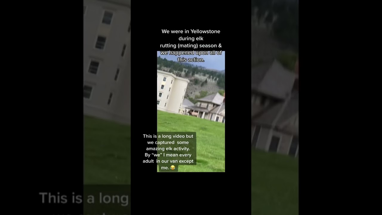 Elk Rutting (Mating) Season Yellowstone National Park YouTube