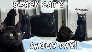 My Black Cat's One Snowy Day...❄‍⬛☃#cat #blackcat