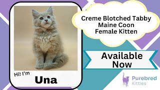Una Creme Blotche Tabby Maine Coon Female Kitten Available Now #CatVideos | Purebred Kitties