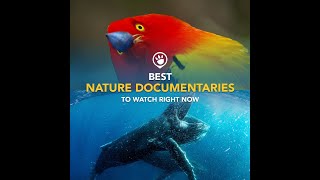 Best Nature Documentaries You Will Regret Not Watching