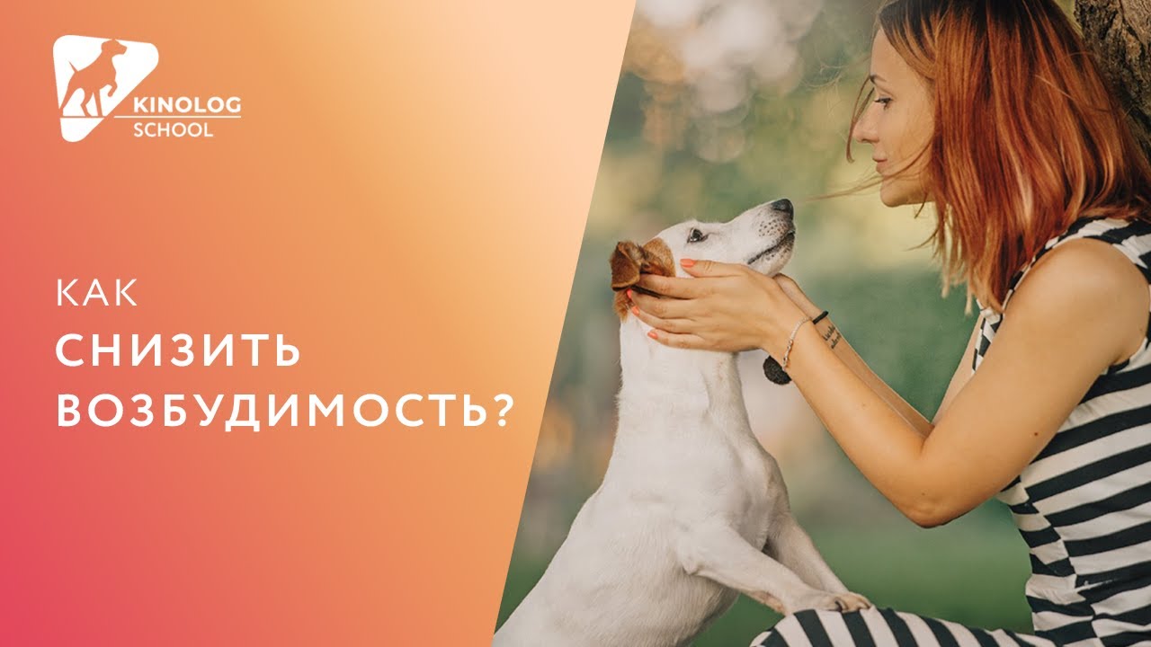 сильная возбудимость у собаки сильная возбудимость у собаки