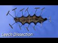 Strange Organ Inside a Leech ! - Leech Dissection Mp3 Song